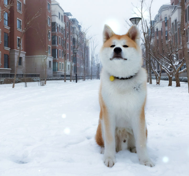 秋田和柴犬有什么区别（秋田犬为什么比不过柴犬？）