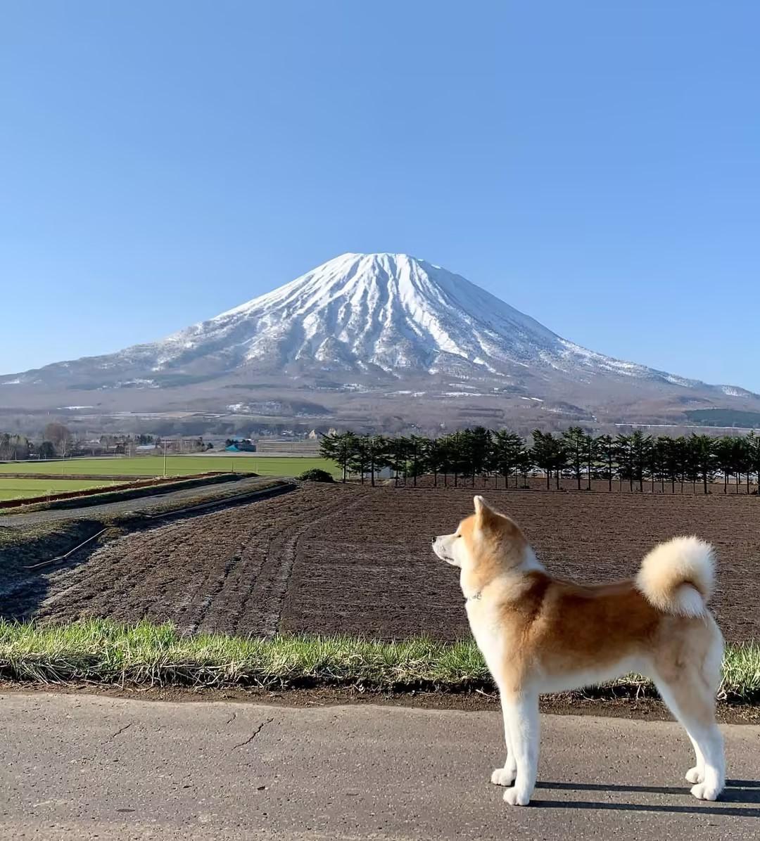 柴犬和秋田犬有什么区别（秋田犬和柴犬你能分得清楚吗？）